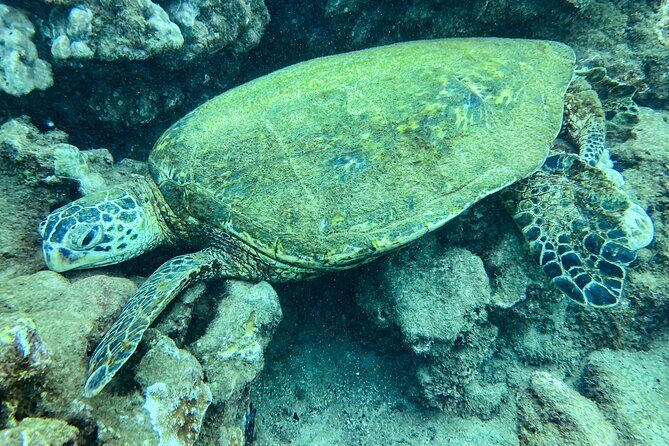 One Tank Scuba Diving in Kauai South Shore Certified Diver Only - An In-Depth Look at the Kauai South Shore Shore Dive