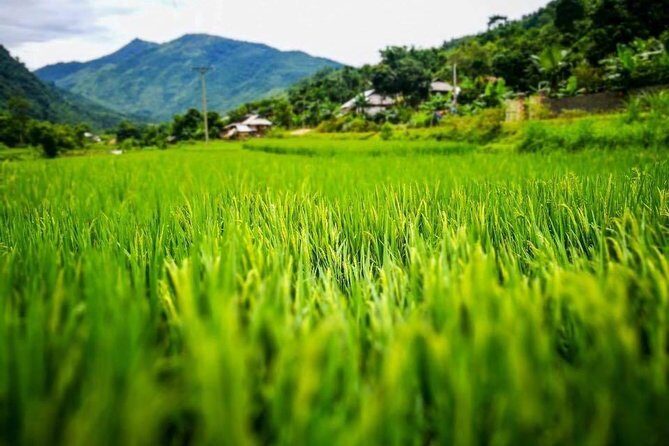 One Way Tour Dalat to Nha Trang or Nha Trang to Dalat - The Experience Provider and Possible Snags