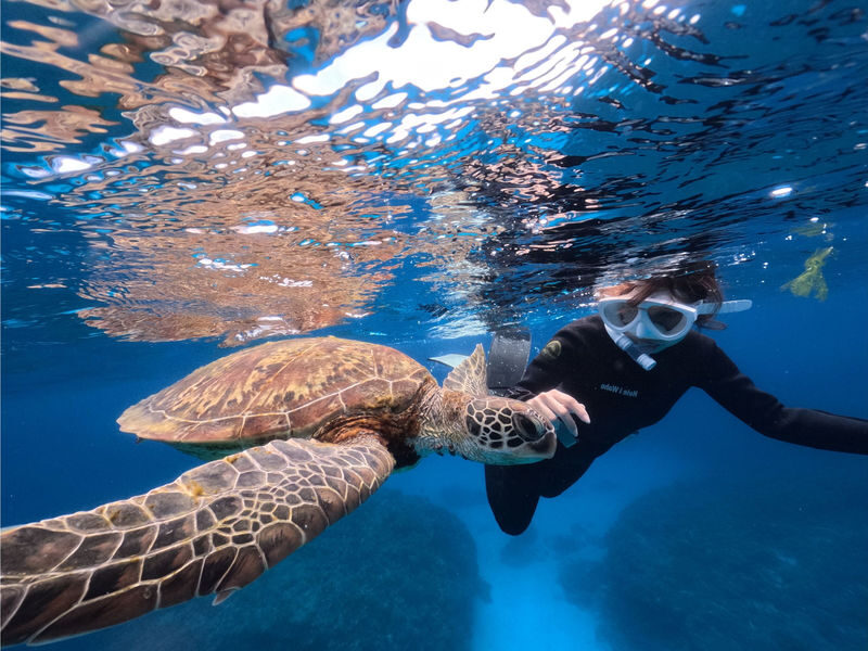 Onna Village, Nakayukui: Swim with Sea Turtles at High Probability! Beach Entry Snorkeling Experience - Key points before you book