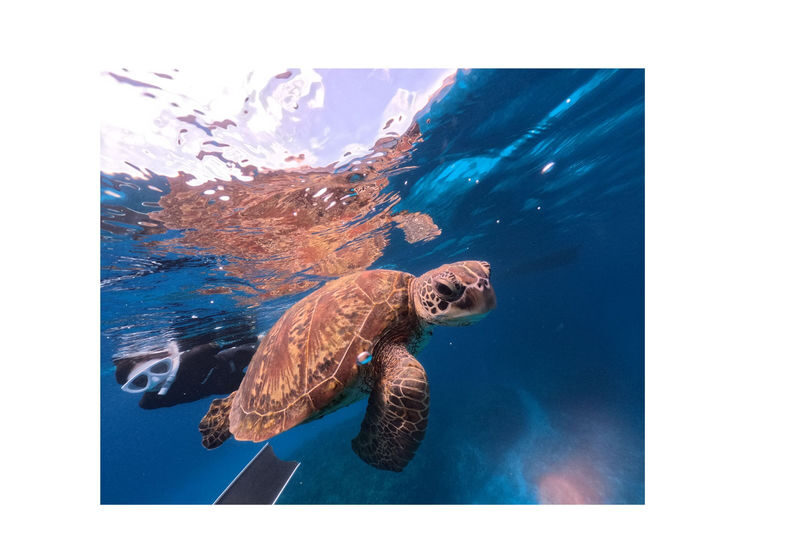 Onna Village, Nakayukui: Swim with Sea Turtles at High Probability! Beach Entry Snorkeling Experience - A shore start at Nakayukui Point