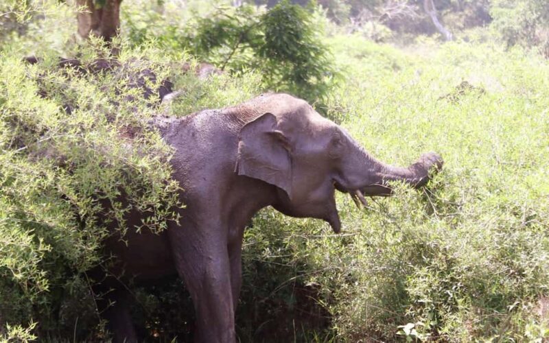 Ooty & Bandipur Safari Day Tour from Coimbatore - Bandipur National Park Safari