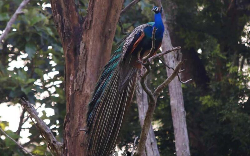 Ooty & Bandipur Safari Day Tour from Coimbatore - Who Should Consider This Tour?