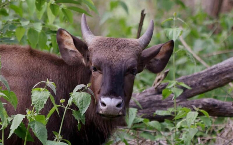 Ooty & Bandipur Safari Day Tour from Coimbatore - Frequently Asked Questions