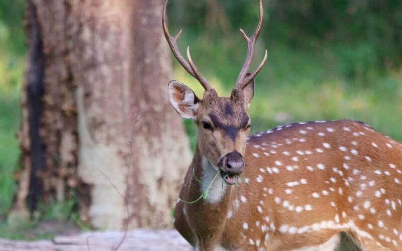 Ooty & Bandipur Safari Day Tour from Coimbatore - Final Thoughts