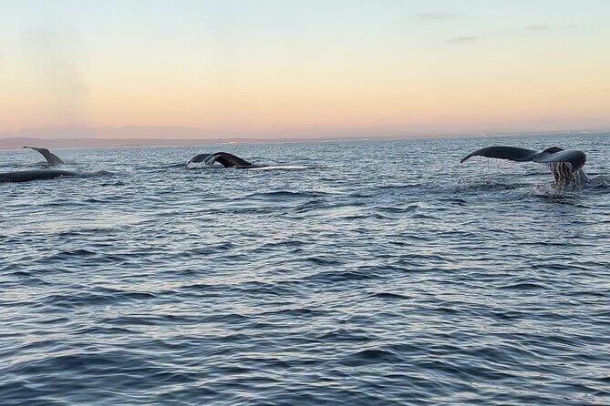 Open Boat Whale Watching - A Close Look at the Open Boat Whale Watching Experience