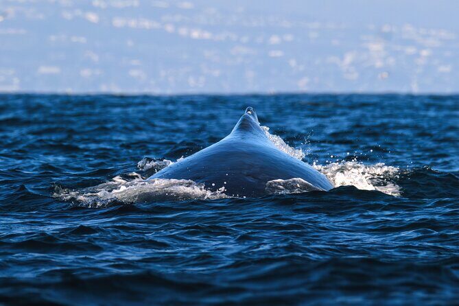 Open Boat Whale Watching - FAQs