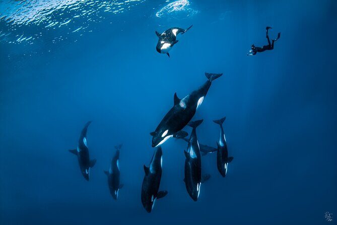 Open Ocean Safari: looking for orcas, dolphins & more - Exploring the Open Ocean Safari: Looking for Orcas, Dolphins & More