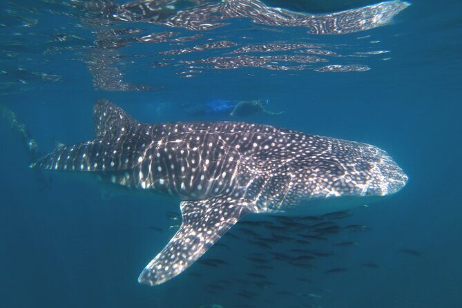 Open Ocean Safari: looking for orcas, dolphins & more - Key Points