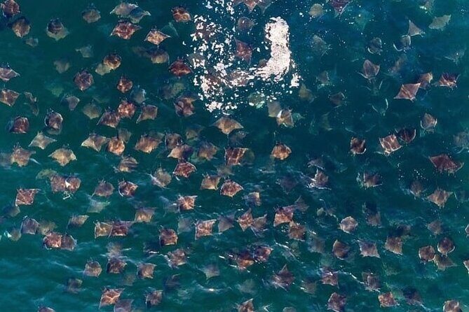 Open Ocean Safari: looking for orcas, dolphins & more - Final Thoughts: Who Will Love This Tour?