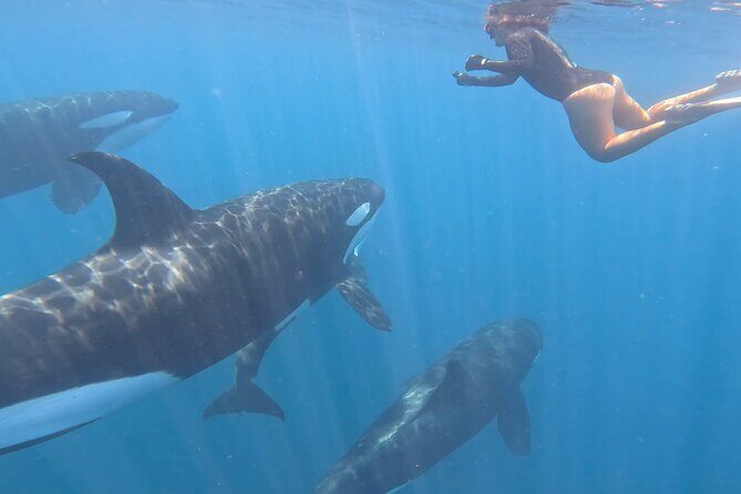 Open Ocean Safari: looking for orcas, dolphins & more - The Sum Up