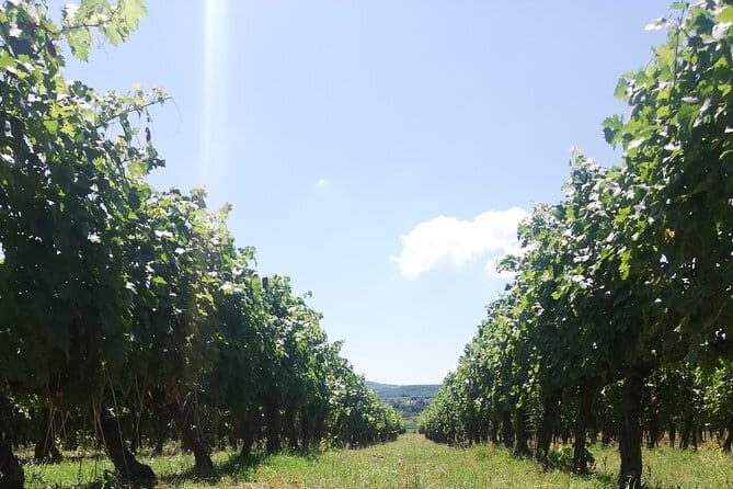 Open Top Van!! Half Day in Chianti with Wine Tasting - Key Points