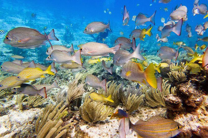 Open Water Certification Course-PADI - Key Points