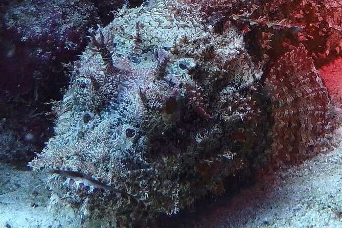 Open Water Certification Course-PADI - Why This Course Offers Great Value