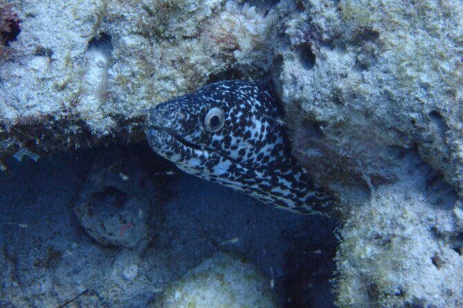 Open Water Certification Course-PADI - Practical Tips for Future Students