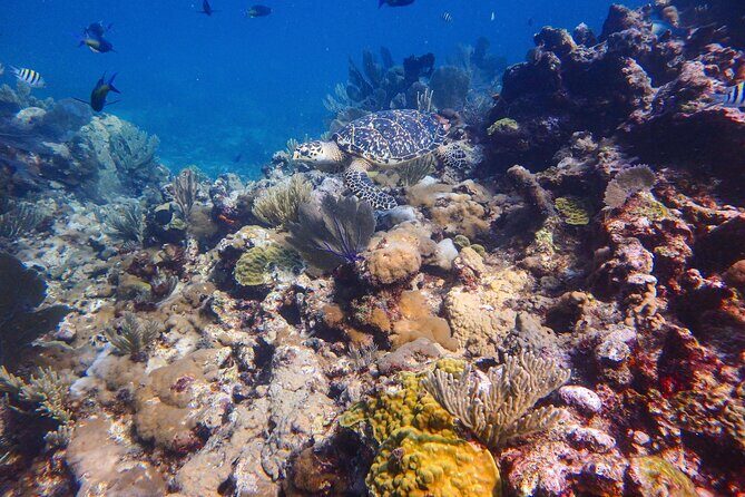 Open Water Certification Course-PADI - Frequently Asked Questions