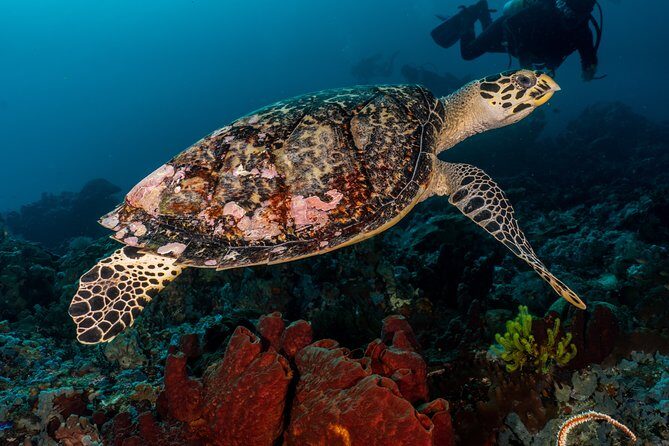 Open Water Course in Pemuteran - Get Certified in Bali - Exploring Pemuteran’s Underwater World: What the Course Offers