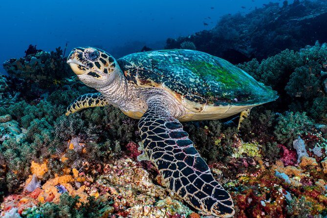 Open Water Course in Pemuteran - Get Certified in Bali - Why Choose This Course?