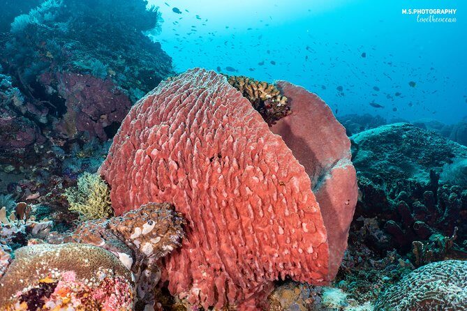 Open Water Course in Pemuteran - Get Certified in Bali - FAQ