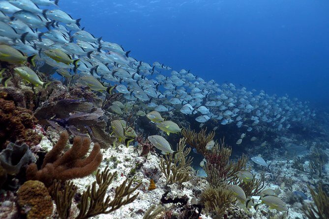 Open Water Diver 2-Day PADI Course in Playa del Carmen - Why This Course Offers Great Value