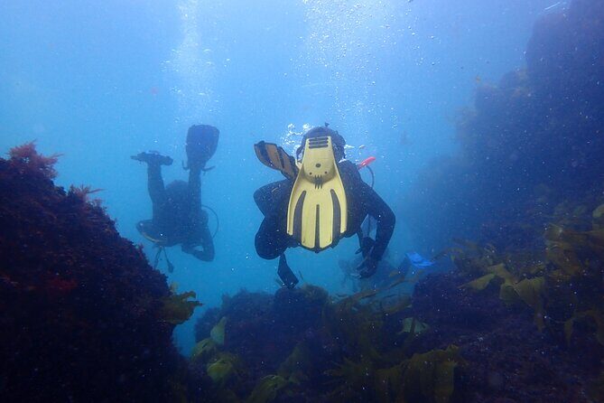 Open Water Diver Course in Arrabida Natural Park (Near Lisbon) - Practicalities: What Travelers Need to Know