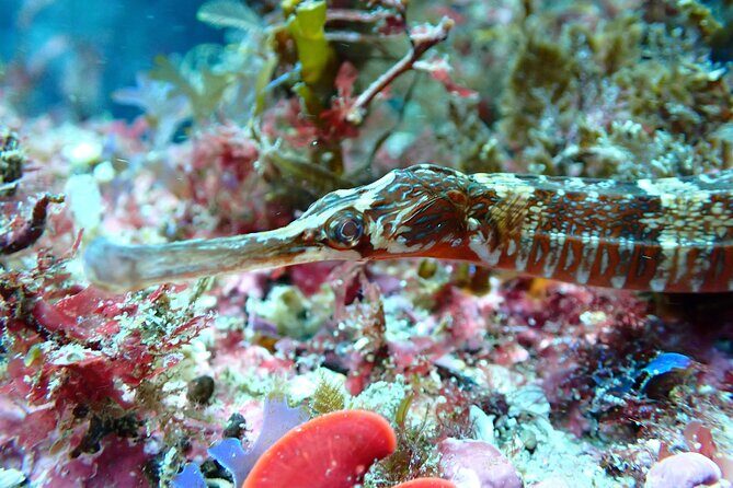 Open Water Diver Course in Arrabida Natural Park (Near Lisbon) - Who Will Love This Experience?