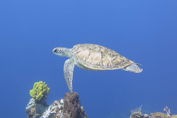 Open Water Diver course PADI in Cancun - Key Points