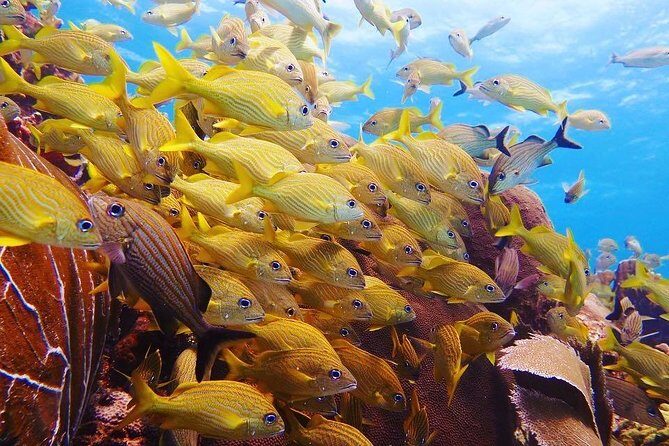 Open Water Diver course PADI in Cancun - Authentic Experiences from Past Participants