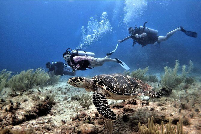 Open Water Diver course PADI in Cancun - The Sum Up: Who Should Consider This Tour?