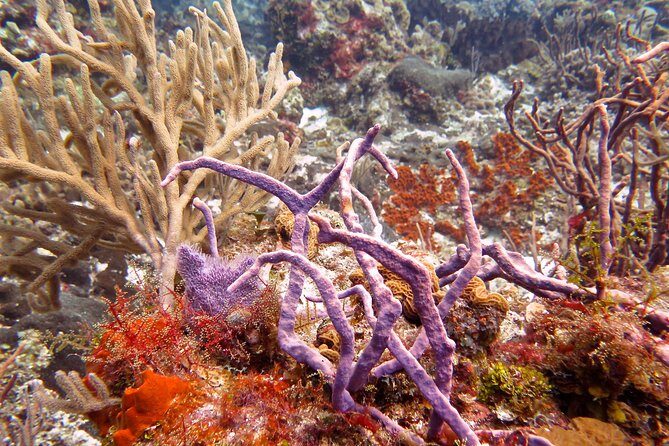 Open Water Diver course PADI in Cancun - FAQs