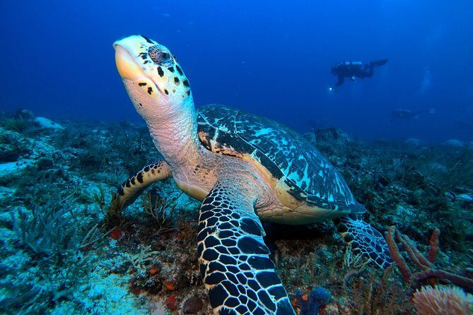 Open Water Diver course PADI including underwater video - The Value of This Experience