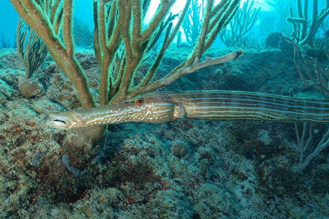 Open Water Diver course PADI including underwater video - FAQs