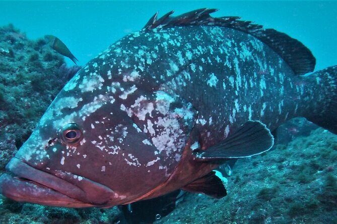 Open Water Diver Course SSI or PADI - Deep dive into the experience: Whats included and what to expect