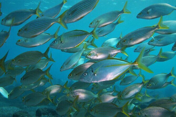 Open Water Diver Course SSI or PADI - FAQ