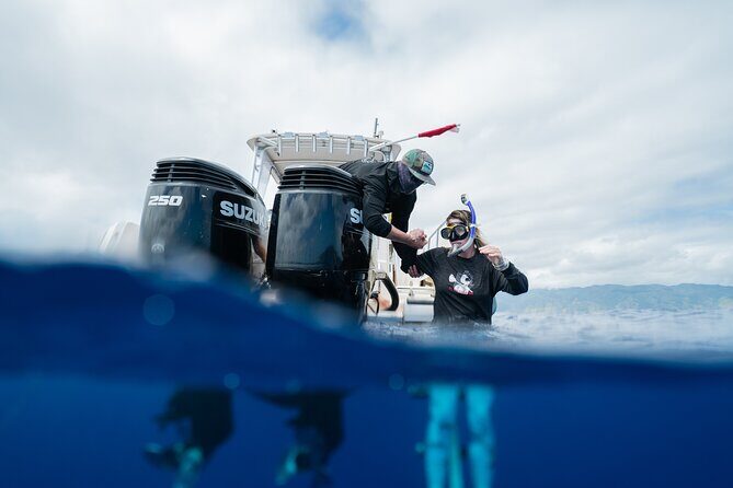 Open Water Shark Dive - FAQs