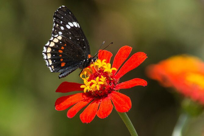 Openwork butterfly garden - Frequently Asked Questions (FAQs)