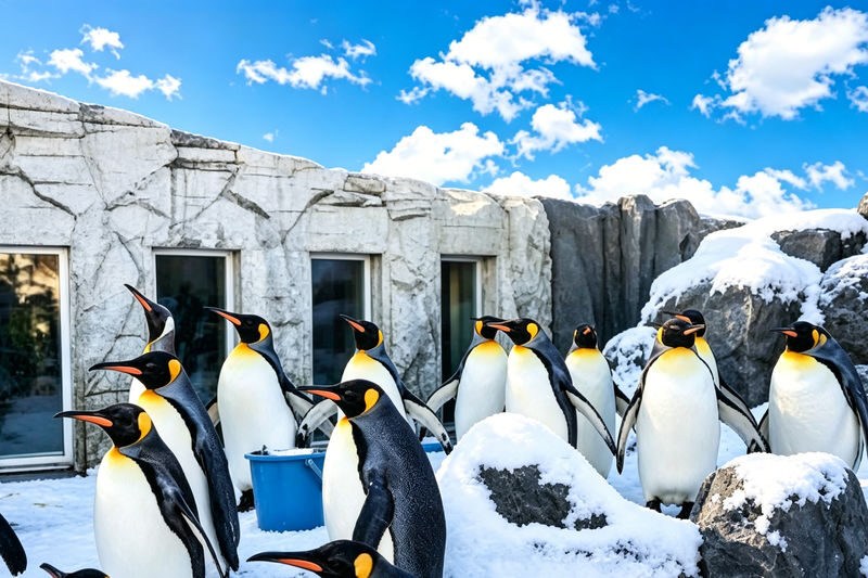 Optional Snowmobile | Hokkaido Winter Day Tour | Asahiyama Zoo Penguin Walk & Ningle Terrace Illumination | Multiple Routes Available - Furano’s herb shop and Farm Tomita