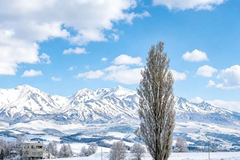 Optional Snowmobile | Hokkaido Winter Day Tour | Asahiyama Zoo Penguin Walk & Ningle Terrace Illumination | Multiple Routes Available - Should you book this Biei and Furano day trip?