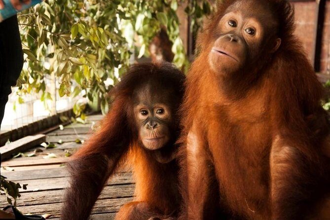 Orang Utan Island and Perak Tong Cave Temple Day Tour from Kuala Lumpur - A Detailed Look at the Experience