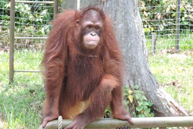 Orang Utan Island and Perak Tong Cave Temple Day Tour from Kuala Lumpur - Final Thoughts