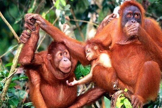 Orang Utan Island Day Tour - Who Would Enjoy This Tour?