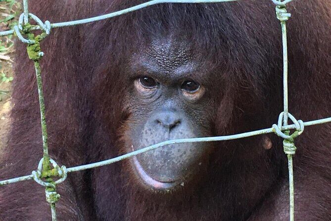 Orang Utan Island Day Tour - Detailed Itinerary Breakdown