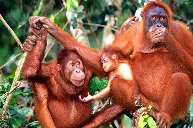 Orang Utan Island Day Tour (Private) - Experience the Wild and Cultural on the Orang Utan Island Day Tour (Private)