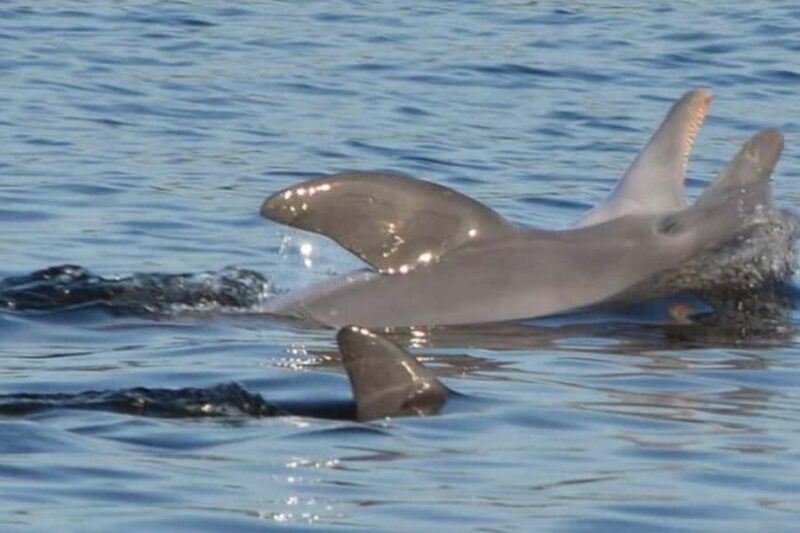 Orange Beach: Dolphin Cruise - The Onboard Experience