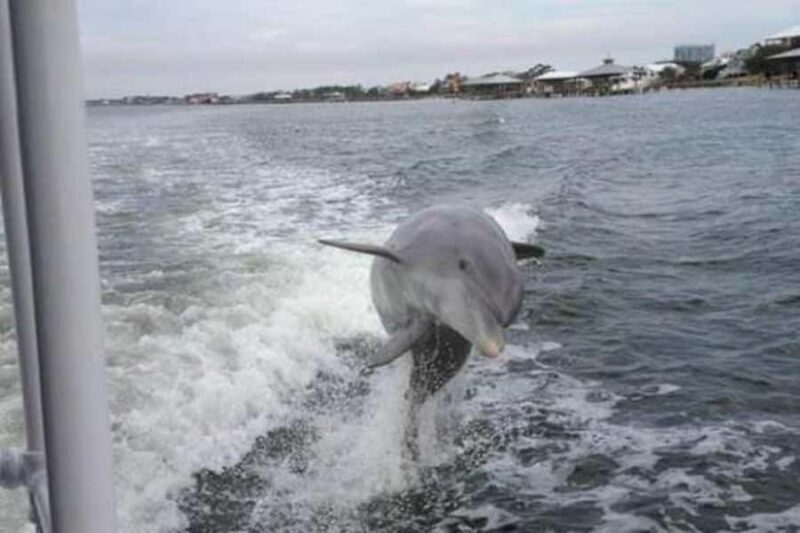 Orange Beach: Dolphin Cruise - Authentic Experiences and Tips