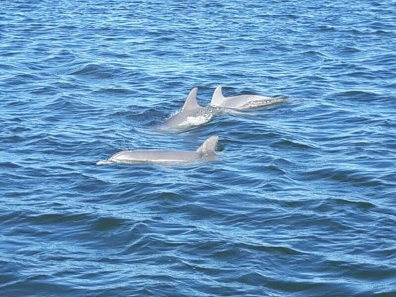 Orange Beach: Dolphin-Watching Eco-Boat Tour - Orange Beach: Dolphin-Watching Eco-Boat Tour