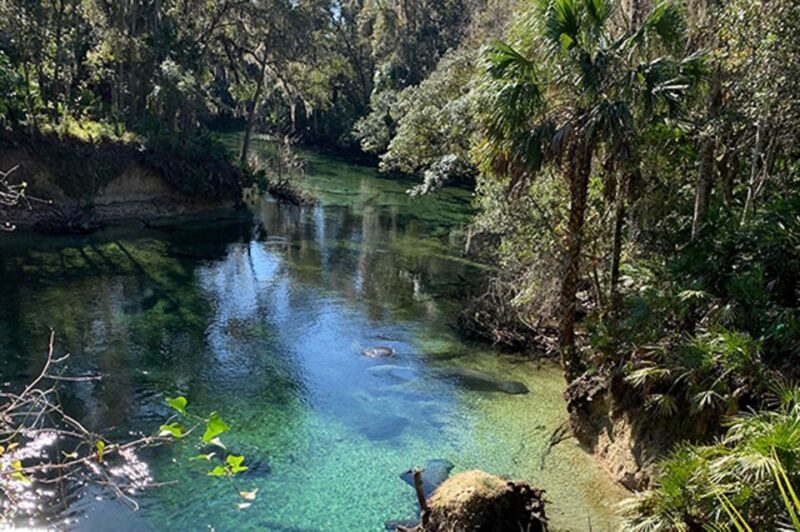 Orange City: Blue Spring State Park SUP & Kayaking Tour - The Sum Up