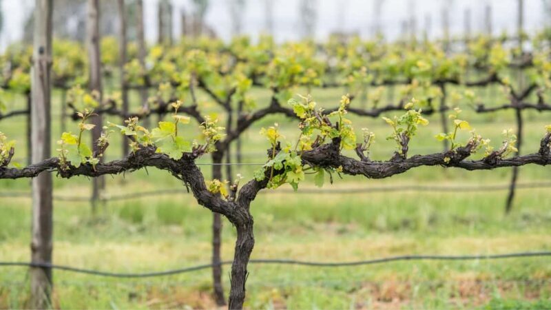 Orange: Explore with Swinging Bridge - Guided Tour & Tasting - Key Points