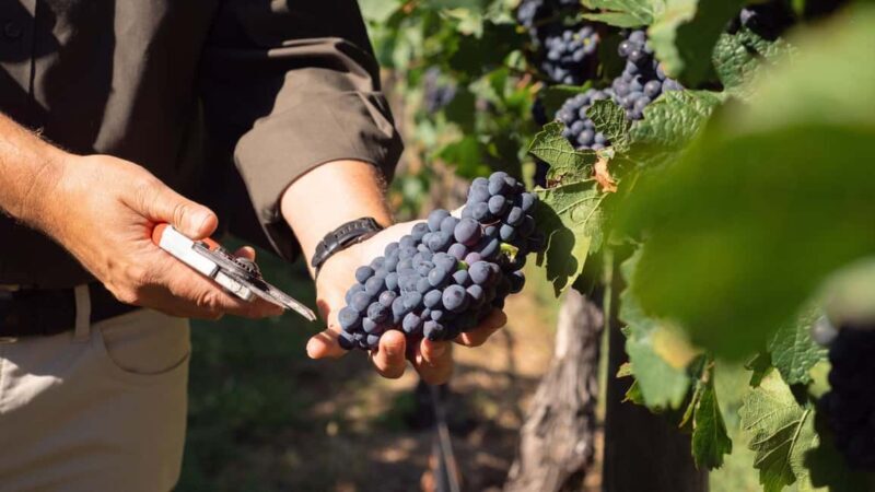 Orange: Explore with Swinging Bridge - Guided Tour & Tasting - A Deep Dive into the Experience