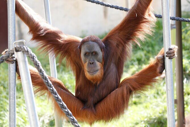Orangutan Experience at Melbourne Zoo - excl. entry - Discover the Orangutan Experience at Melbourne Zoo