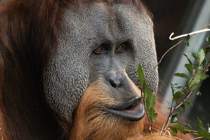 Orangutan Experience at Melbourne Zoo - excl. entry - Key Points